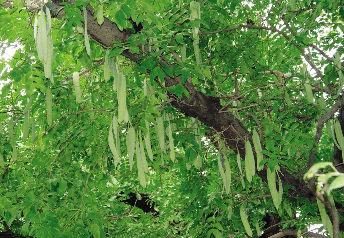 皂角树有几种品种图片图片